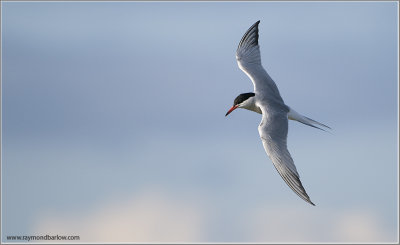 Common Tern