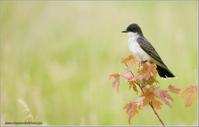 Eastern Kingbird