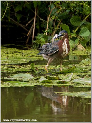 Green Heron with Lunch