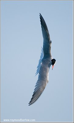 Common Tern in Flight