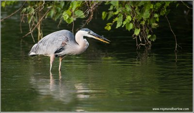 Great Blue Heron with Dinner