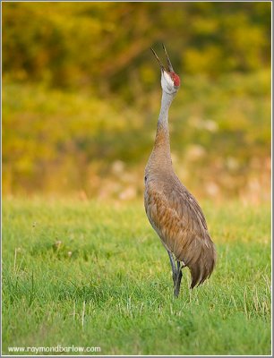 Sandhill Crane Calling