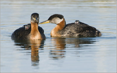  Red-necked Grebes