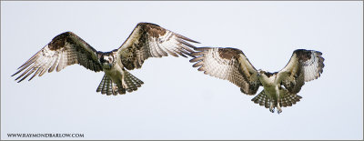 Osprey pair at Guelph Lakes CA.