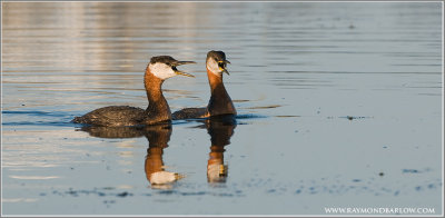 Red-necked Grebes