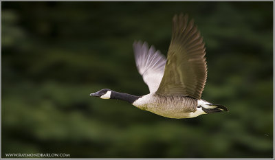 Canada goose in flight