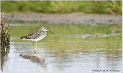 yellowlegs