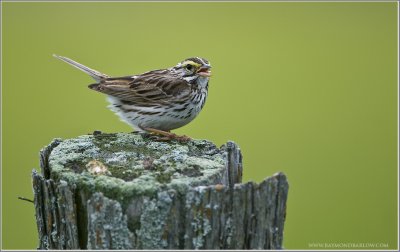 Savanah Sparrow 