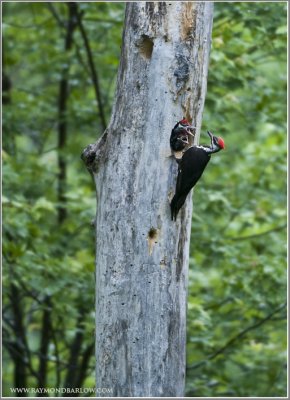 Pileated Woodpecker Family 