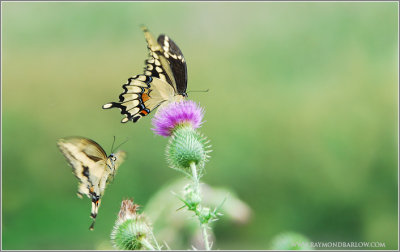 Swallowtail Butterflies 