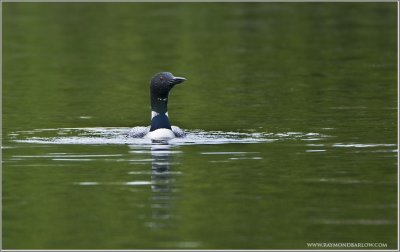 Common Loon