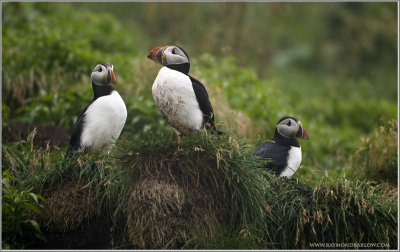 Atlantic Puffin