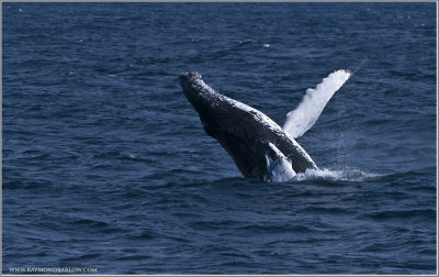 Newfoundland Humpback Whale 