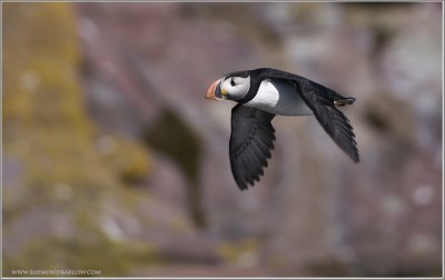 Atlantic Puffin