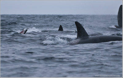 Newfoundland Orca pod take down a Minke Whale!