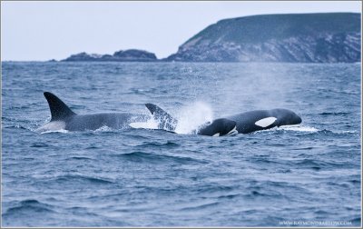 Newfoundland Orca pod take down a Minke Whale!