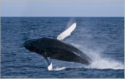 Newfoundland Humpback Whale