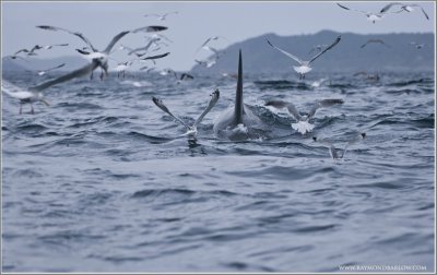 Orca chased by Gulls
