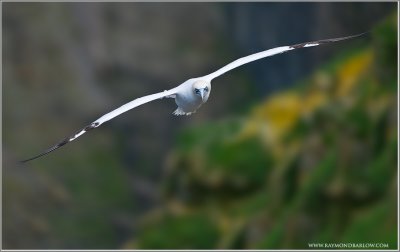 Northern Gannet in Flight 