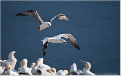 Gannets in Flight