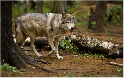 Timber Wolf   (captive)