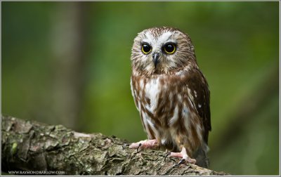Saw-Whet Owl    (captive)