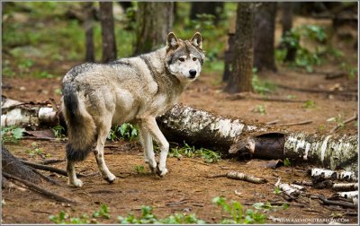 Timber Wolf   (captive)