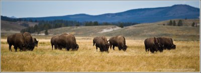 Buffalo Field  pano