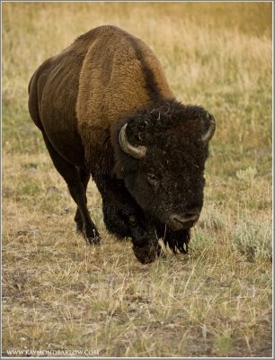 Buffalo in Yellowstone, head on!