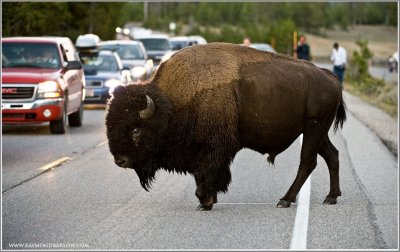 Buffalo makes a Road Crossing