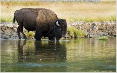 Buffalo Crossing Water 