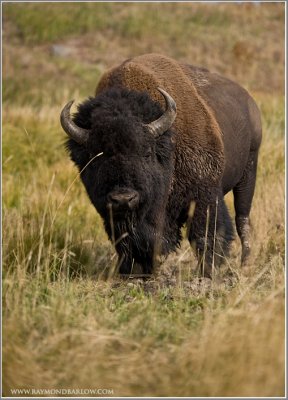Buffalo in a Stare