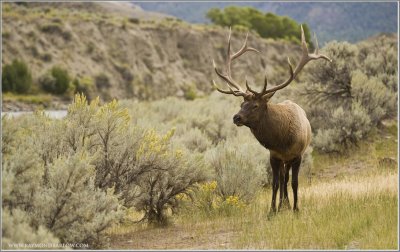 Elk at Yellowstone