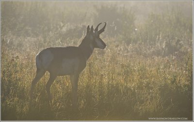 Pronghorn Antelope