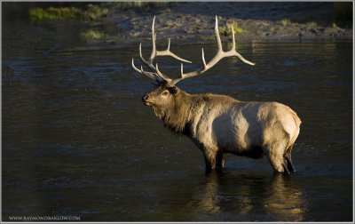 Yellowstone Elk