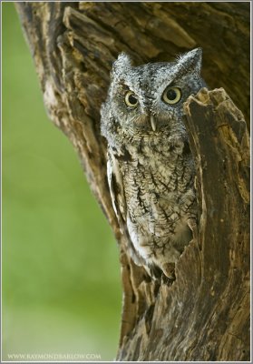Screech owl   (captive)