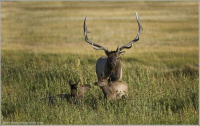 Elk family