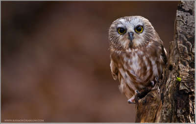 Saw-Whet Owl    (captive)