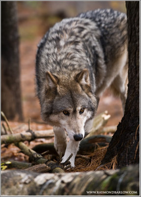 Timber Wolf   (captive)