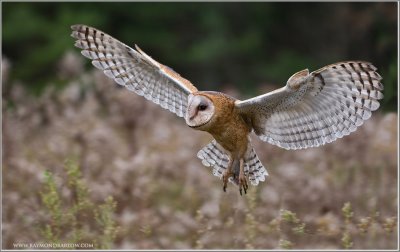 Barn Owl in Flight   (captive)