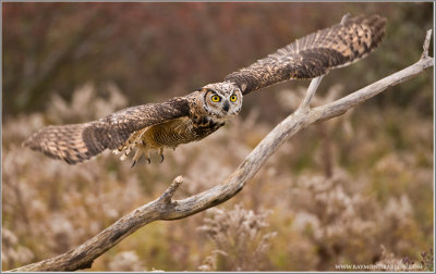 Great Horned Owl in Flight   (captive)