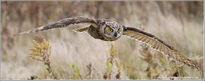Great Horned Owl in Flight   (captive)