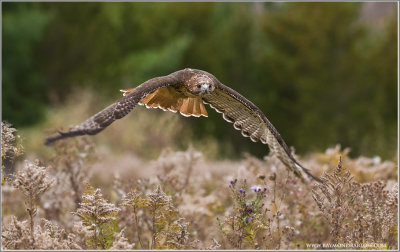 Red-tailed Hawk in Flight    (captive)