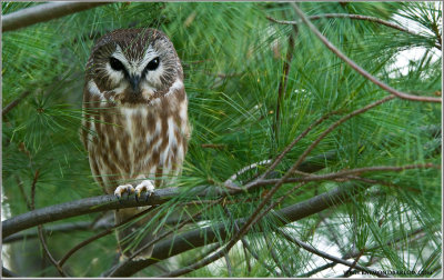 Saw-whet Owl