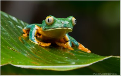 Yellow-eyed Tree Frog