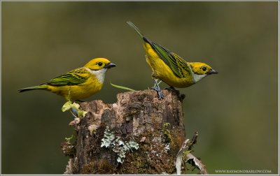 Silver Throated Tanagers