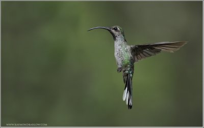 Female Violet Saber Wing Hummingbird