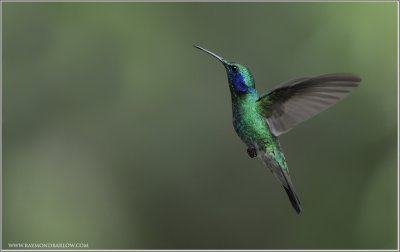 Green Violetear Hummingbird