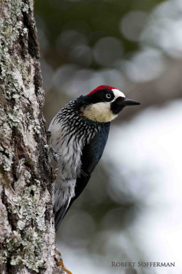 Acorn woodpecker peeking