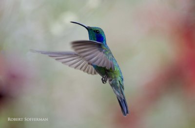 Green Violetear with pastel background